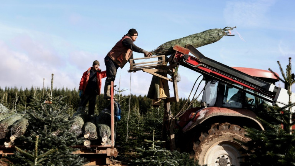 Epineuse fin d'ann&eacute;e pour les producteurs de sapins belges