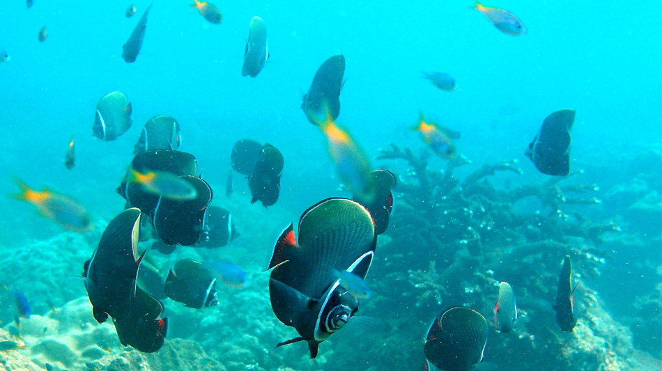  Il microbioma marino 'sentinella' della salute del mare 
