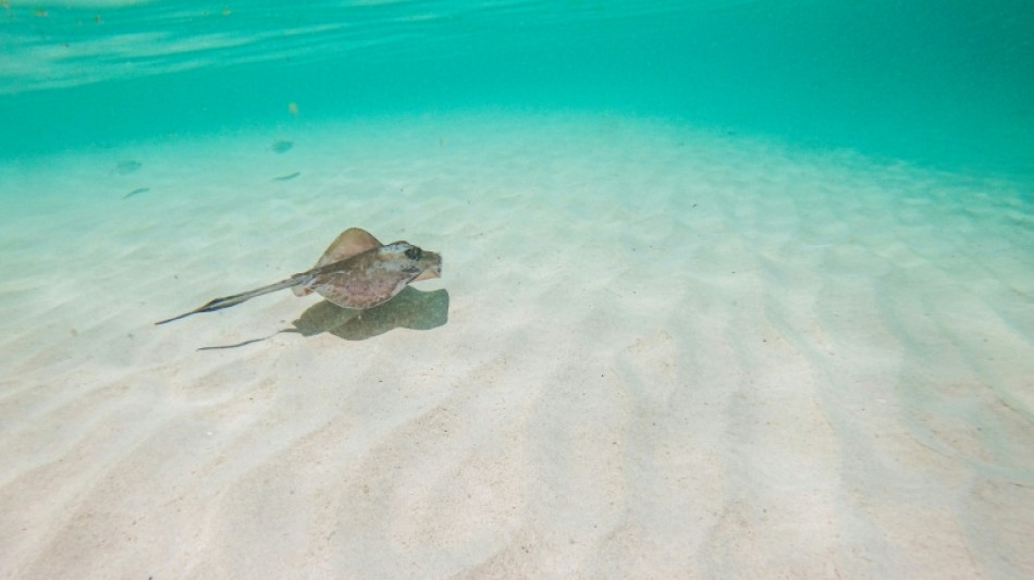 Stechrochen in Deutschland laut Roter Liste offiziell ausgestorben