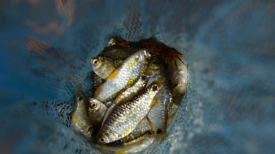 Pesci fuori dall'acqua negli allevamenti provano intenso dolore