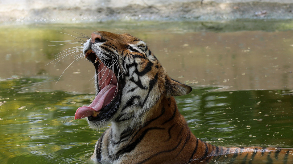  Messico, uccisa la tigre Kenzo che era fuggita da un centro privato 