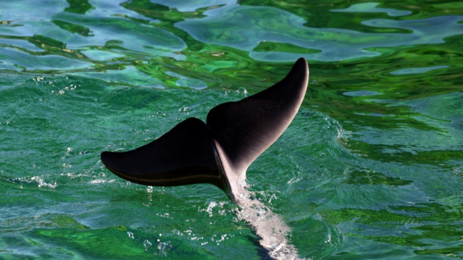  Col&egrave;re d'associations apr&egrave;s le d&eacute;c&egrave;s en Espagne d'un dauphin du Marineland 