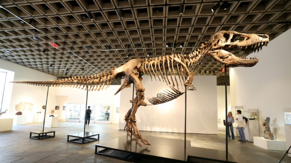  Presentan antes de su subasta en Nueva York a "Gus", el tiranosaurio m&aacute;s completo del mundo 