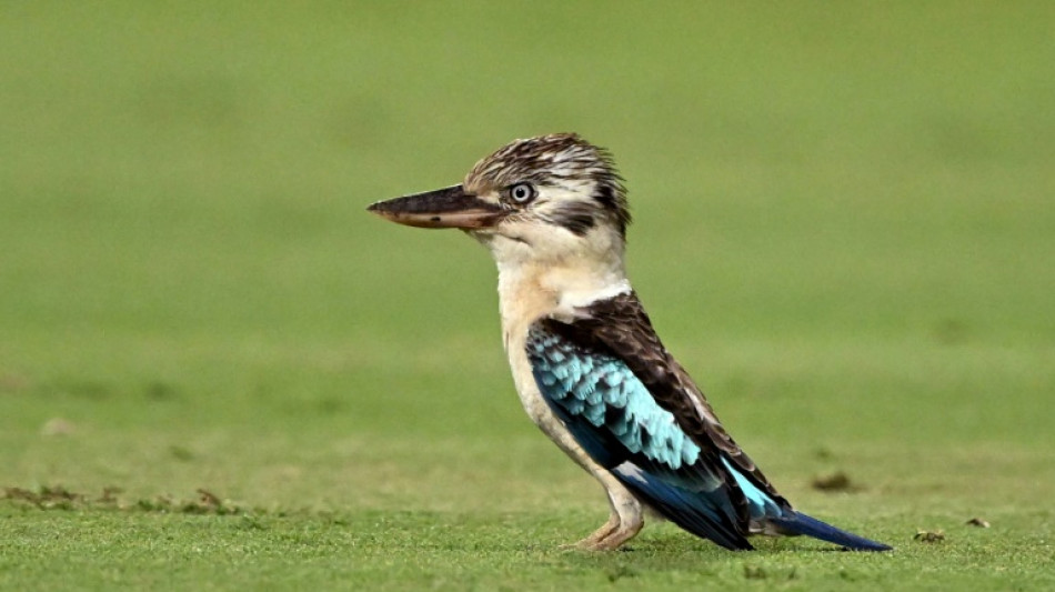 Scientists find surprising sex reversal in Australian birds