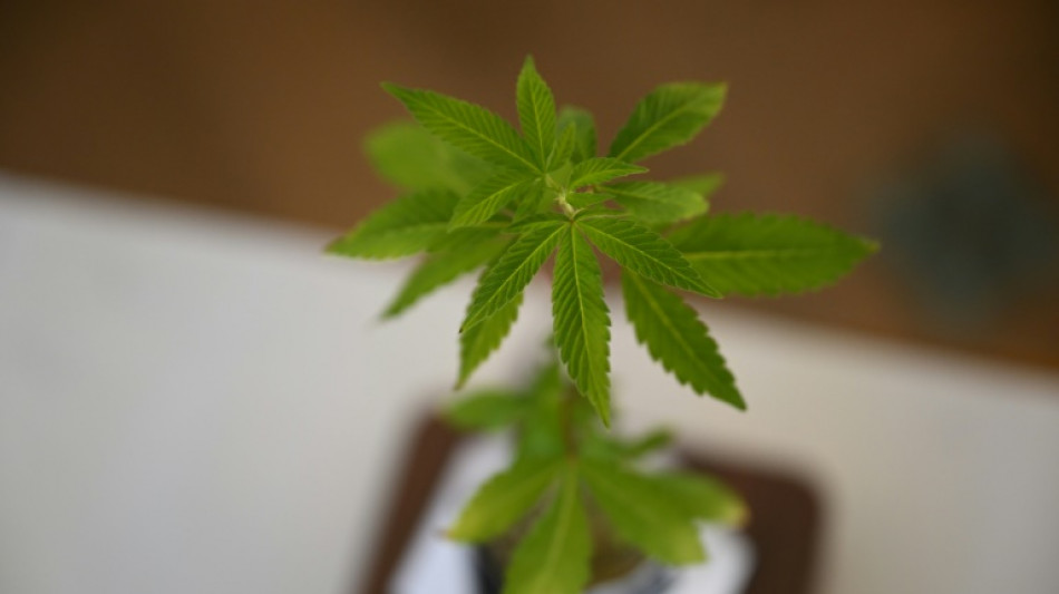 Bundesregierung will Cannabis noch in diesem Jahr legalisieren