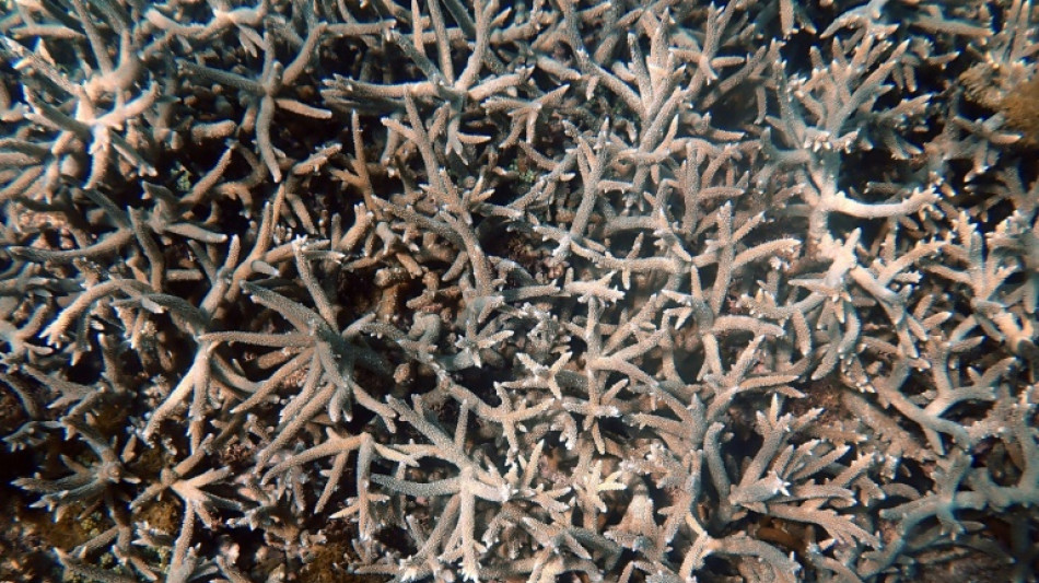  El Ni&ntilde;o, une menace "terrifiante" pour les coraux, selon un expert de la biodiversit&eacute; 