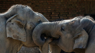 Le secret de la dext&eacute;rit&eacute; des &eacute;l&eacute;phants ? Leurs moustaches