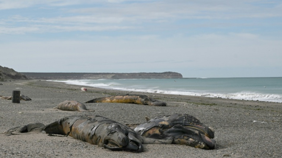  Argentine: une bact&eacute;rie suspect&eacute;e dans la mort de centaines de baleineaux en Patagonie 