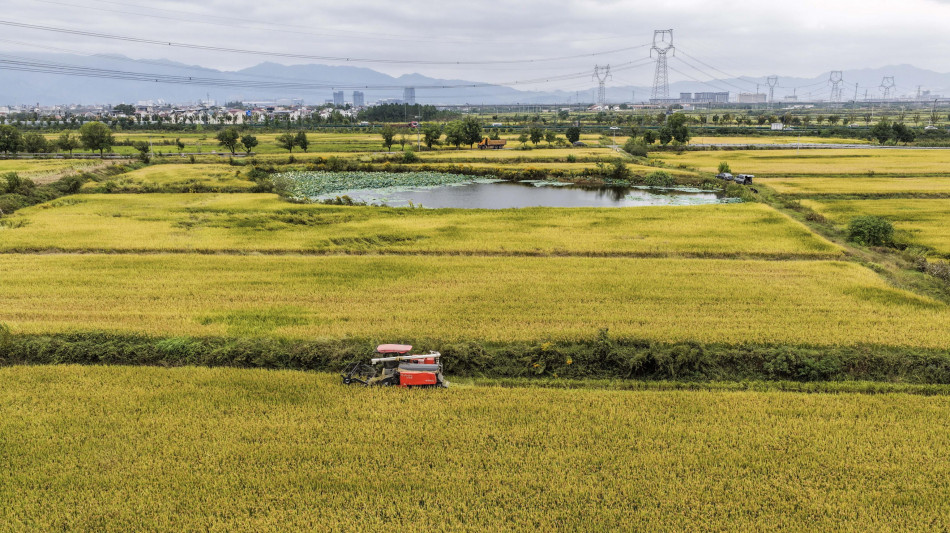  Ente Risi all'Ue, 'non tratti la risicoltura come merce di scambio' 