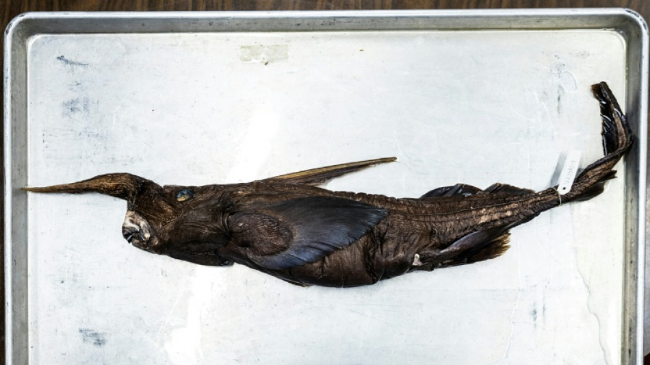  New species of ghost shark may have been found in Costa Rica 