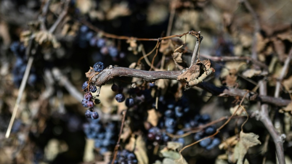  French wine harvest set to hit historic low 