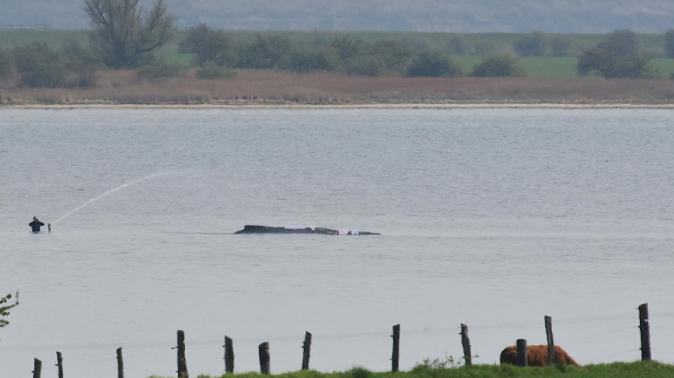  Allemagne: le sauvetage de la baleine &eacute;chou&eacute;e sur la c&ocirc;te baltique entre dans une "phase d&eacute;cisive"  
