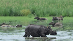 Wildlife flee as floods swamp Indian parks