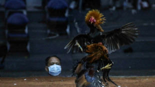 Search for missing cockfighters begins at Philippine lake