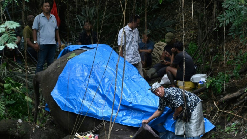 Indon&eacute;sie: un &eacute;l&eacute;phant rare du zoo de Bali meurt dans les inondations