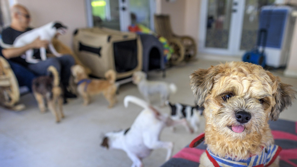  Brasile, via libera alla sepoltura di cani e gatti nelle cappelle di famiglia 