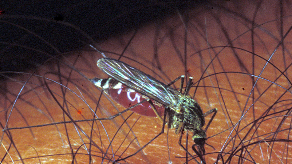  In Emilia-Romagna precoce ed estesa circolazione del virus West Nile 