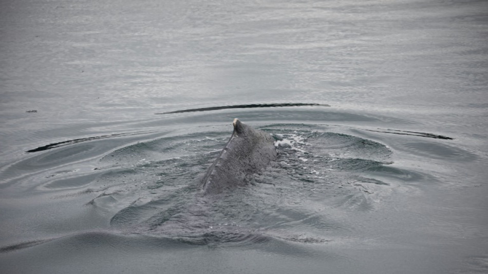 Une baleine coinc&eacute;e dans l'estuaire de la Rance retrouve le large