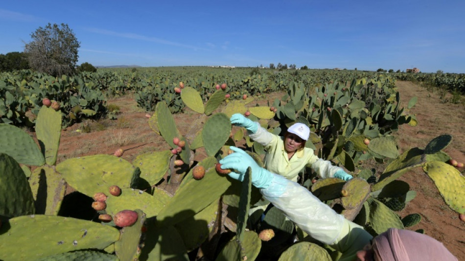 Tunisie: la figue de barbarie en cosm&eacute;tique, "une aubaine" pour les r&eacute;gions pauvres