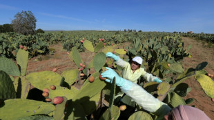 Tunisie: la figue de barbarie en cosm&eacute;tique, "une aubaine" pour les r&eacute;gions pauvres