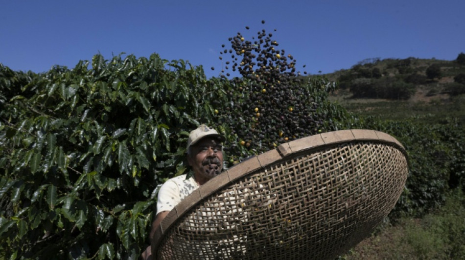 El caf&eacute; brasile&ntilde;o, &iquest;tocado pero no hundido por el tarifazo de Trump?