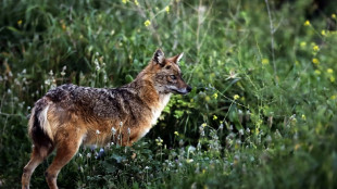 Goldschakal auf Sylt darf wieder gejagt werden: Gericht lehnt Eilantrag ab