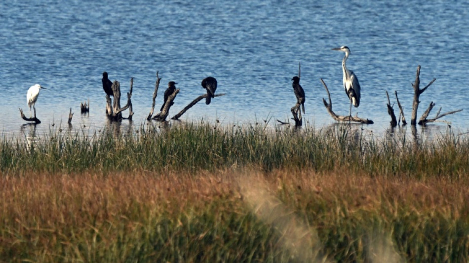  'We don't have time': Montenegro's bird haven fading 