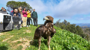 Golden eagle soars again after rescue in Tunisia