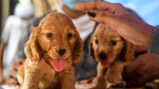 Bundesrat dringt auf Ma&szlig;nahmen gegen illegalen Welpenhandel 