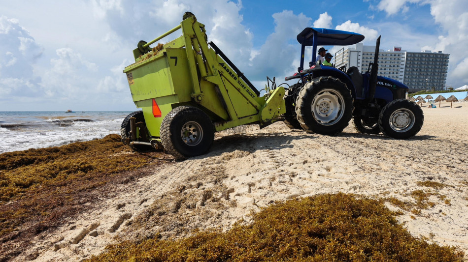 Nyt, quasi 23 milioni di tonnellate di alghe fiorite nel Mar dei Caraibi