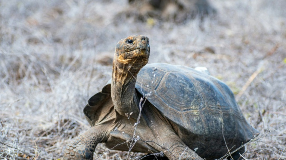  158 giant tortoises reintroduced to a Galapagos island 