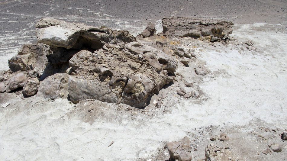  Scoperto un antico coccodrillo che correva come un levriero 