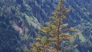 Sos per la biodiversit&agrave; oscura,in Europa assenti 4 piante su 5