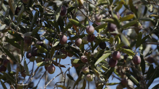 Dalle foglie d'olivo un collirio per rigenerare la cornea