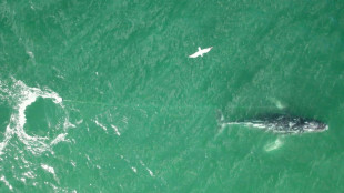 Tangled humpback whale sparks rescue mission off Australia