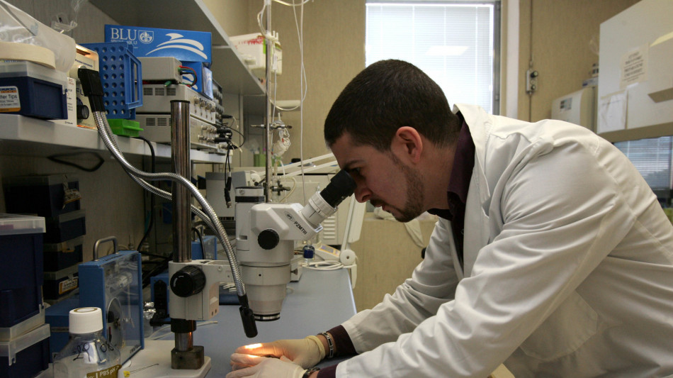  Dall'Italia una terapia genica per tenere a bada il colesterolo 