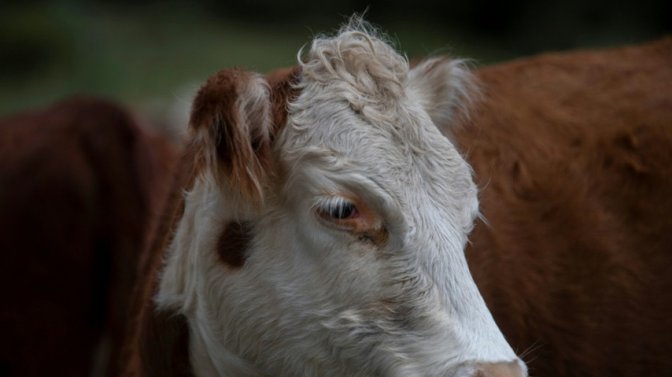 Casi 3.000 bovinos procedentes de Uruguay siguen varados en un barco frente a Turquía