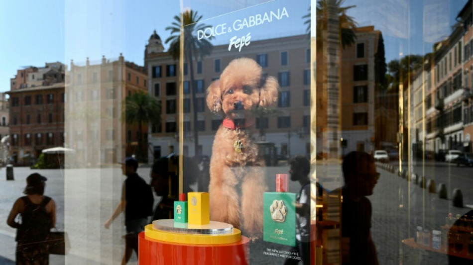 Dolce&Gabbana lan&ccedil;a perfume para c&atilde;es por mais de US$ 100