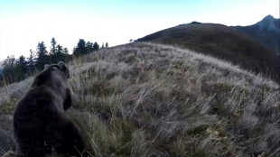 Un chasseur jug&eacute; pour avoir tu&eacute; une ourse en 2021 dans les Pyr&eacute;n&eacute;es