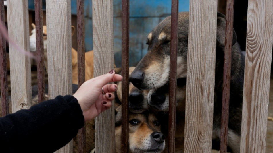  Dron ruso arrasa un refugio de animales en Ucrania 