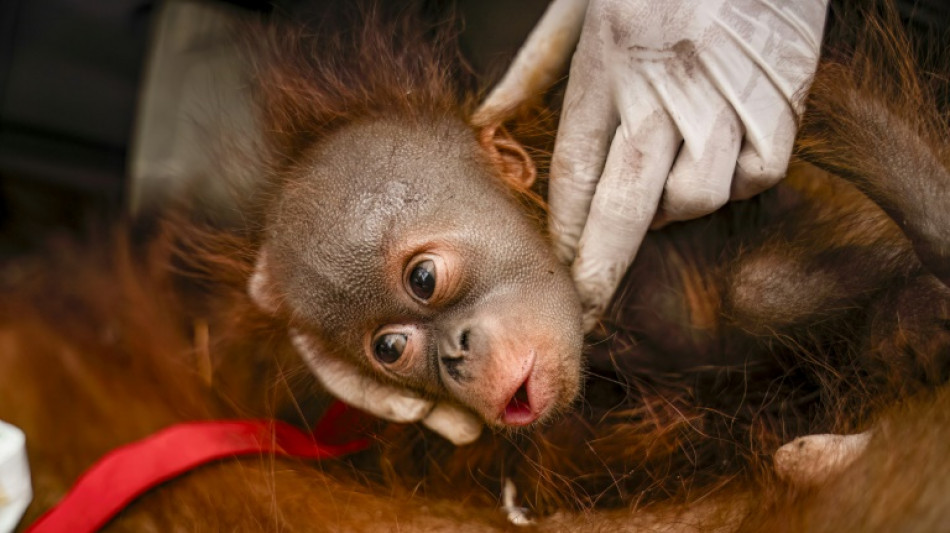  Indon&eacute;sie : six orangs-outans secourus au milieu des incendies en une semaine 