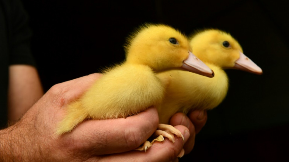 Entenk&uuml;ken von Autobahn bei Mannheim gerettet