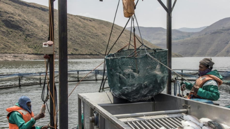 Lesotho: la truite, tr&eacute;sor des rivi&egrave;res du petit royaume africain
