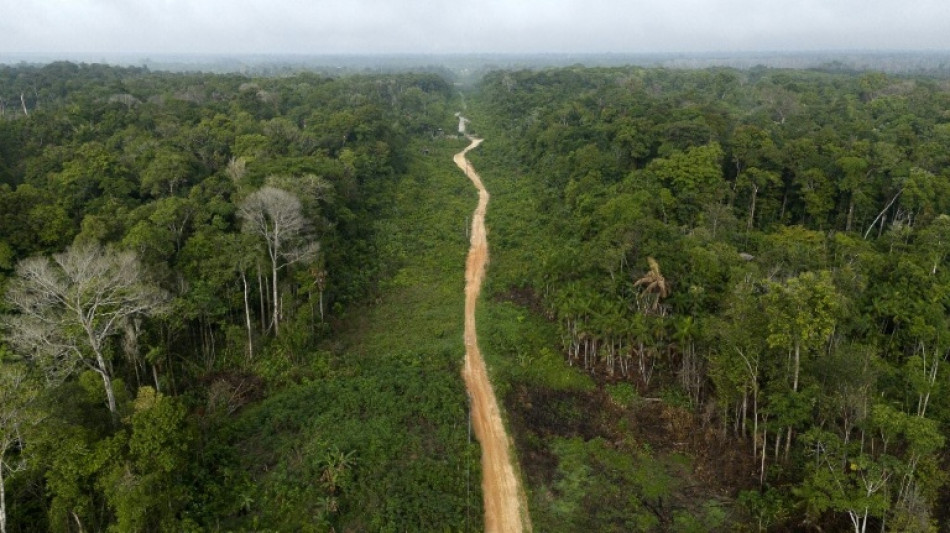  Brasilien: Abholzung von Amazonas-Regenwald auf neuem Tiefstand 