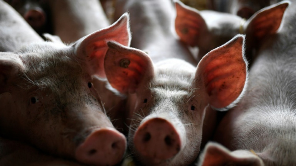  Start f&uuml;r Tierhaltungskennzeichnung soll auf Oktober 2027 verschoben werden 