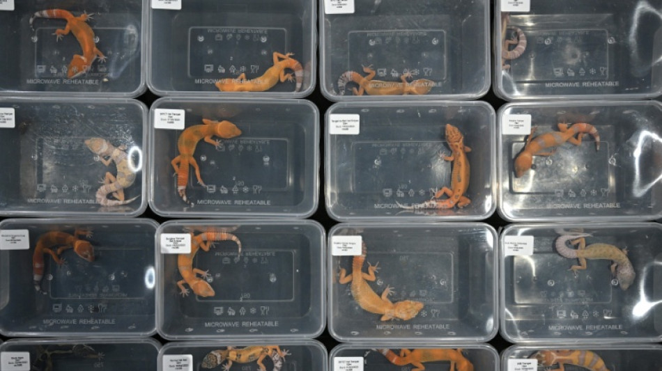  Mehr als 30 Geckos verhungert und verdurstet: Schockfund bei Kontrolle in Bayern 