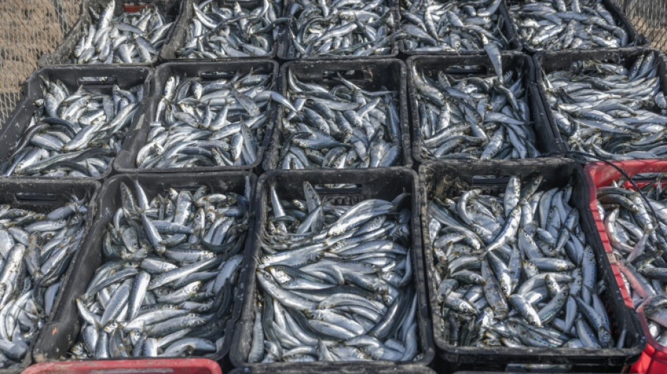  "Nous sommes profond&eacute;ment inquiets" : un virus mortel menace les sardines d'Afrique du Sud 