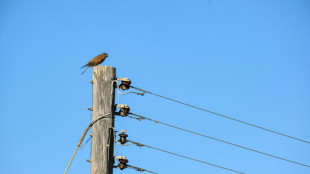 Budget: les "superprofits" de retour dans l'h&eacute;micycle