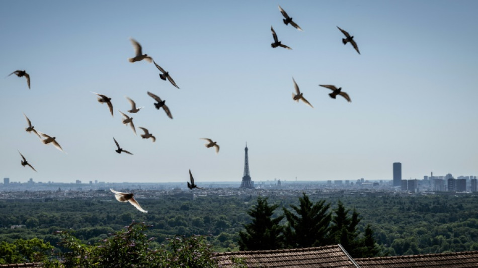 France's military pigeons race in memory of brave predecessors