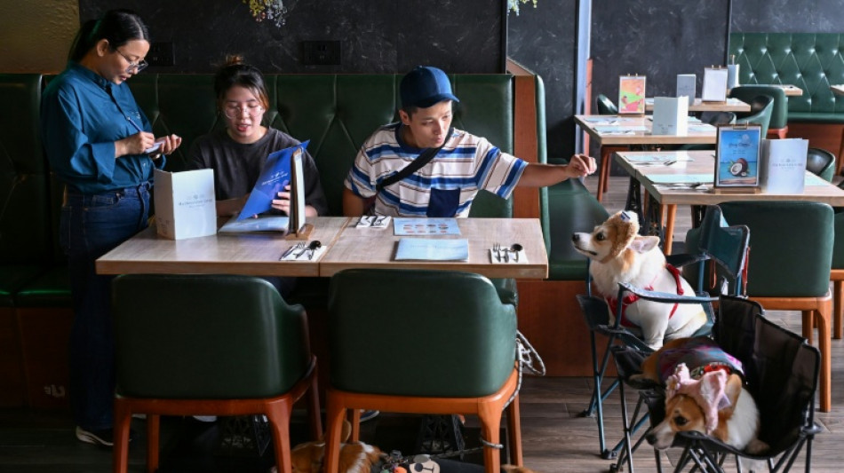  Hong Kong permite por primera vez en d&eacute;cadas la entrada de perros a restaurantes 